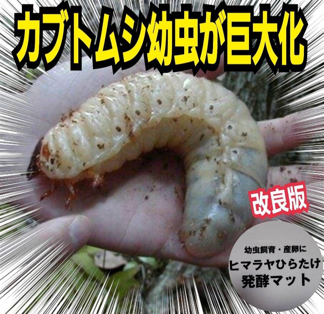 カブトムシ幼虫が大きくなります！ヒマラヤひらたけ発酵マット【6袋】雑虫わかない！