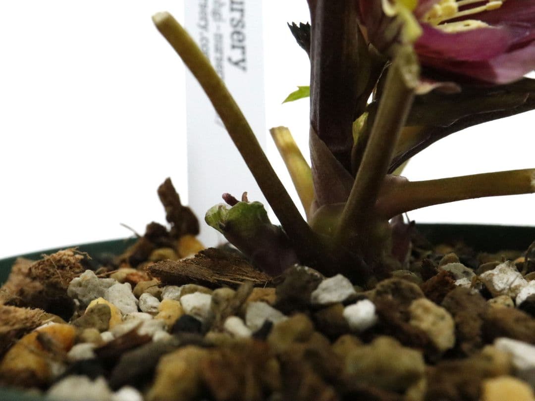 クリスマスローズ開花株　大木ナーセリー　イリュージョン交配