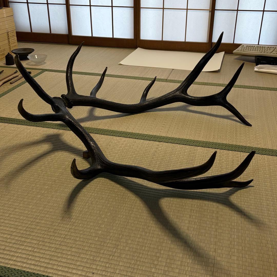 エルク　アカシカ　角　標本