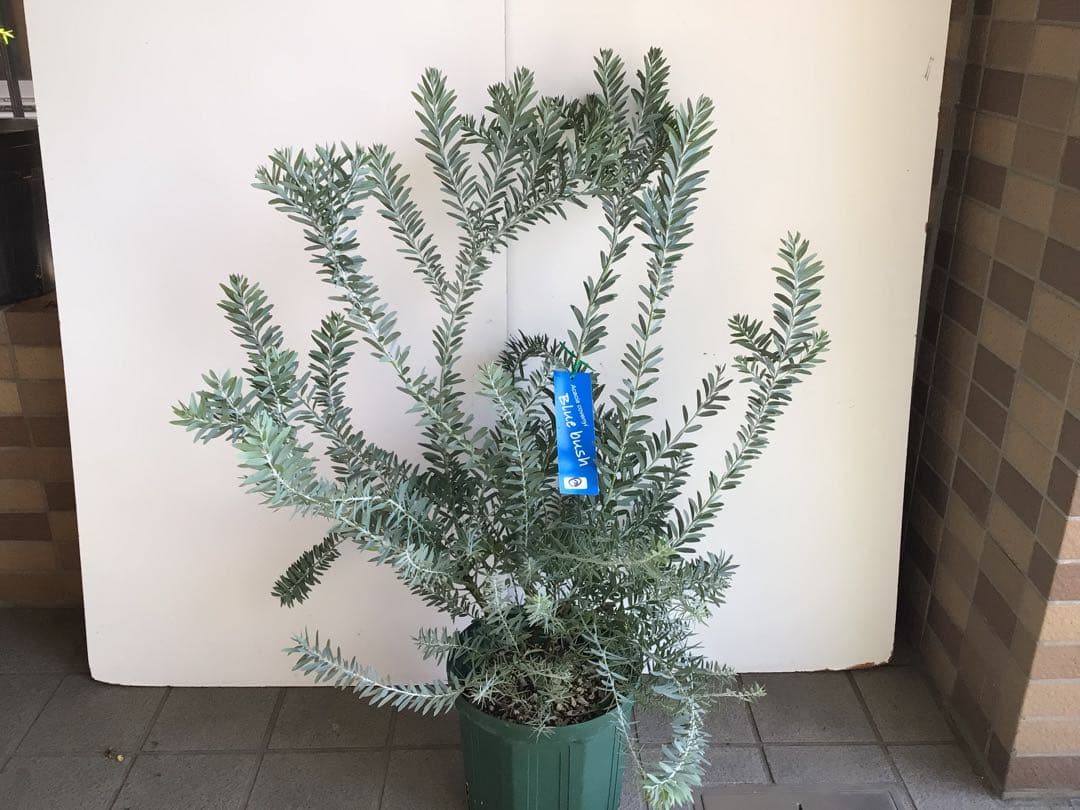 tm13お纏め商品‼︎ アカシア・ブルーブッシュ７号鉢3個セット