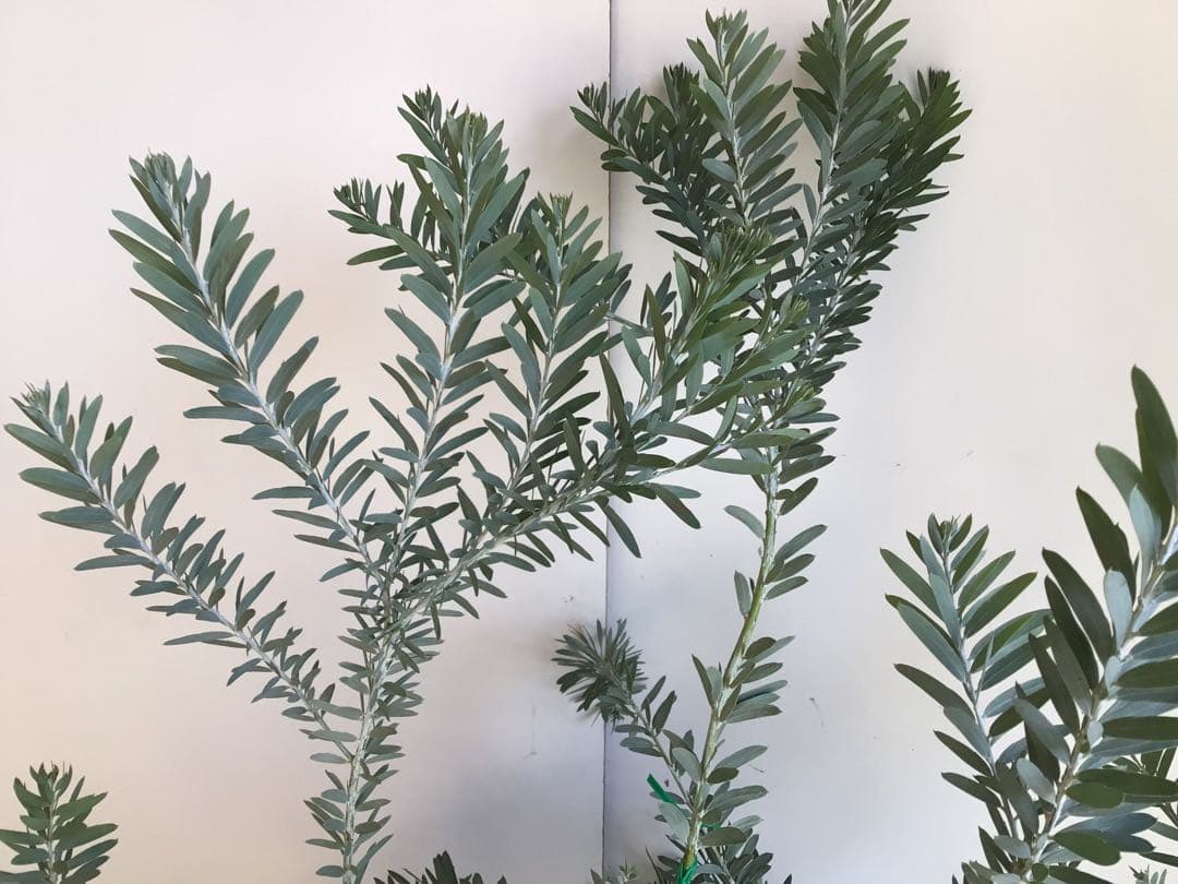 tm13お纏め商品‼︎ アカシア・ブルーブッシュ７号鉢3個セット