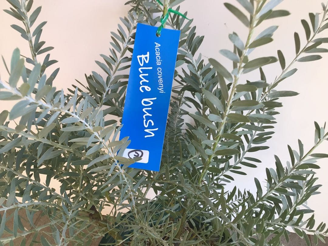 tm13お纏め商品‼︎ アカシア・ブルーブッシュ７号鉢3個セット