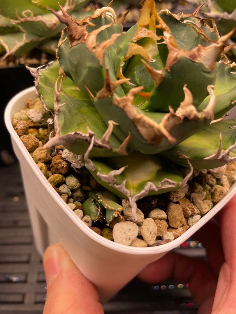 オテロイ実生　選抜　斑入り