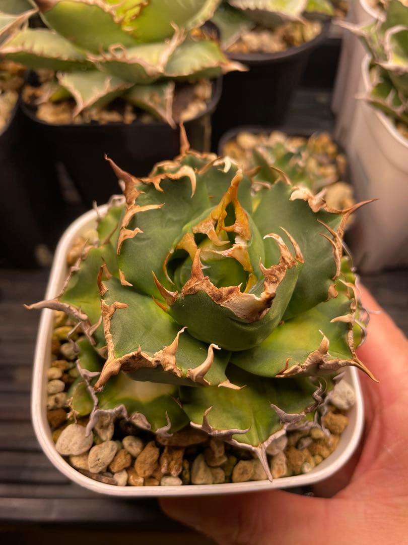 オテロイ実生　選抜　斑入り