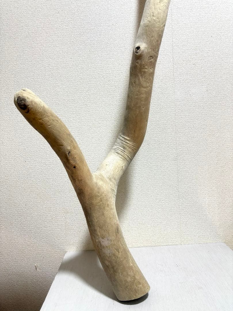 G7 流木　灰汁抜き処理済み　美肌美白特大流木122cm