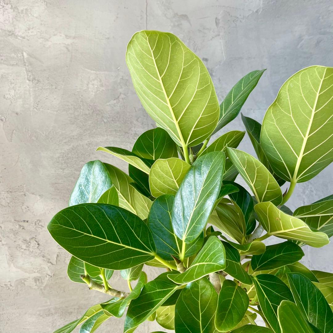 大型　フィカス　ベンガレンシス　曲がり仕立て　10号　陶器鉢　植え込み