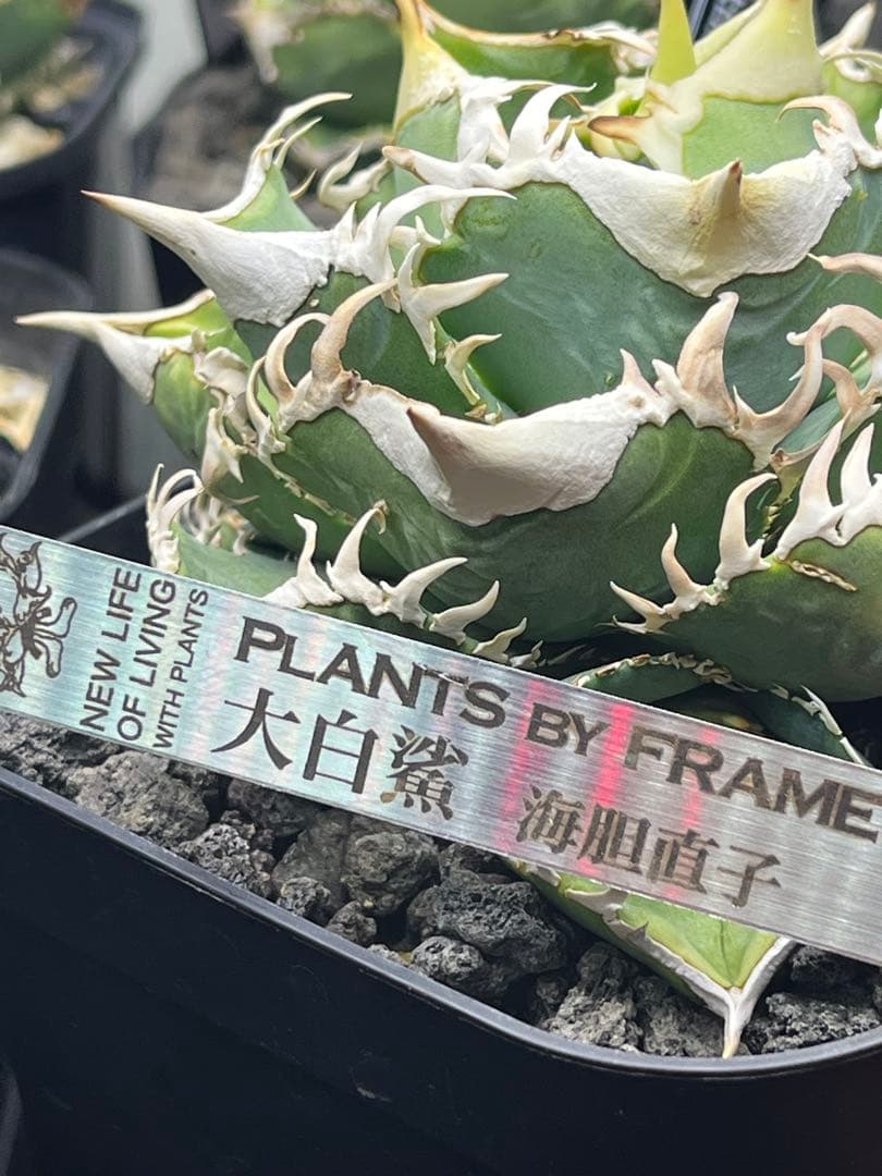 アガベ チタノタ　lize血統　大白鯊　ホホジロザメ