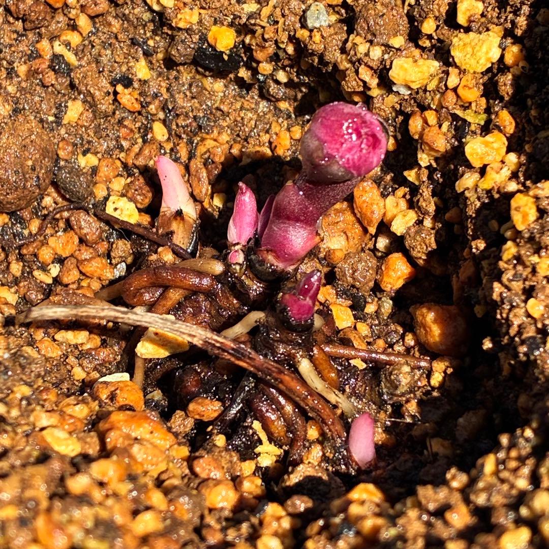 s*い様 ☘️蕾付き☘️沢山新芽3387⭐️BELCHERI⭐️PINK ICE