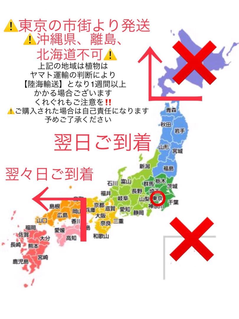 天然野生の可愛い森の樅の木さん【もみの木＊モミの木＊クリスマスツリー】