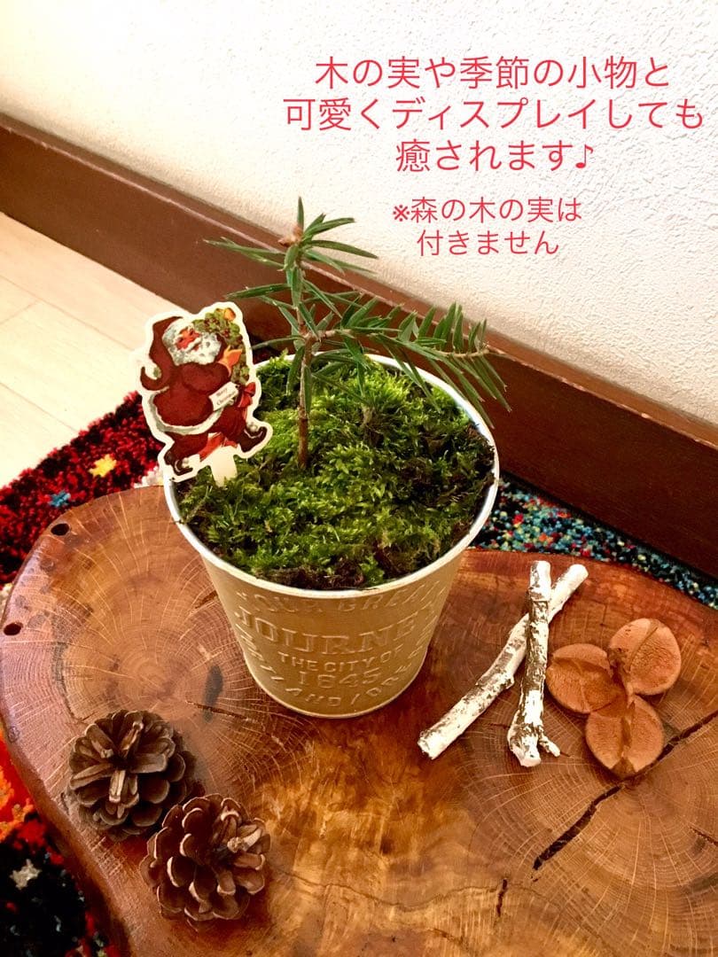 天然野生の可愛い森の樅の木さん【もみの木＊モミの木＊クリスマスツリー】