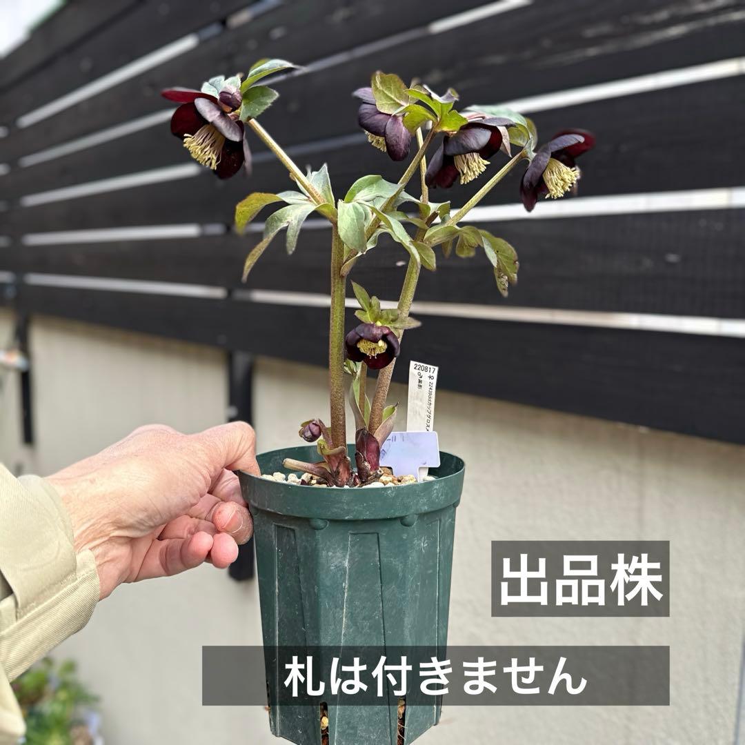 D*A様 ■加藤農園■ 今季株分け クリスマスローズ メルカリ便