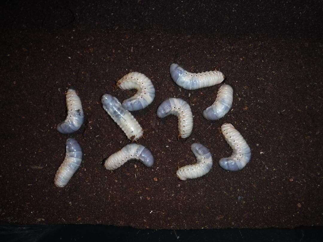 カブト虫マット：発酵熟成竹②：成虫・幼虫飼育用：１０００ℓ