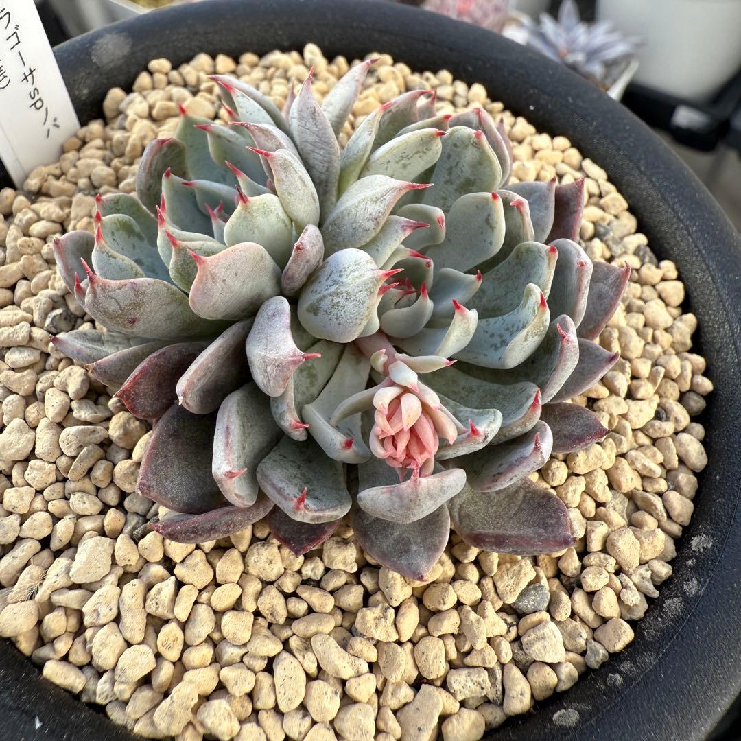 多肉植物　エケベリア　ザラゴーサSPノバ　見元苗　花芽付き　札付き