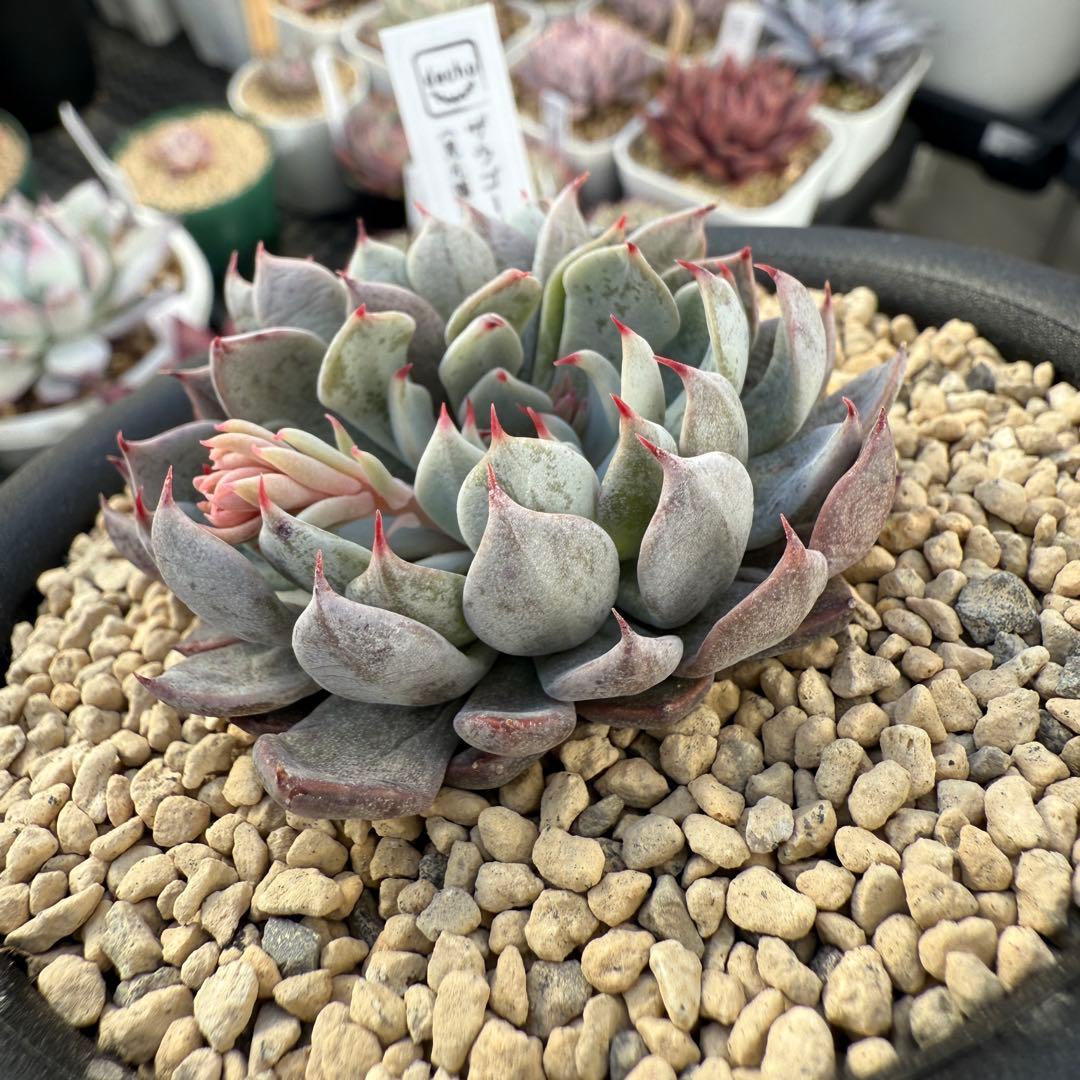 多肉植物　エケベリア　ザラゴーサSPノバ　見元苗　花芽付き　札付き