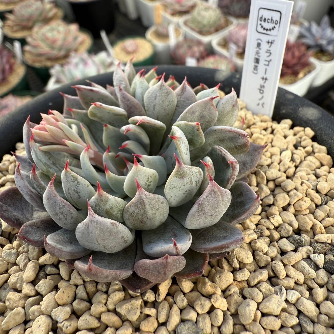 多肉植物　エケベリア　ザラゴーサSPノバ　見元苗　花芽付き　札付き