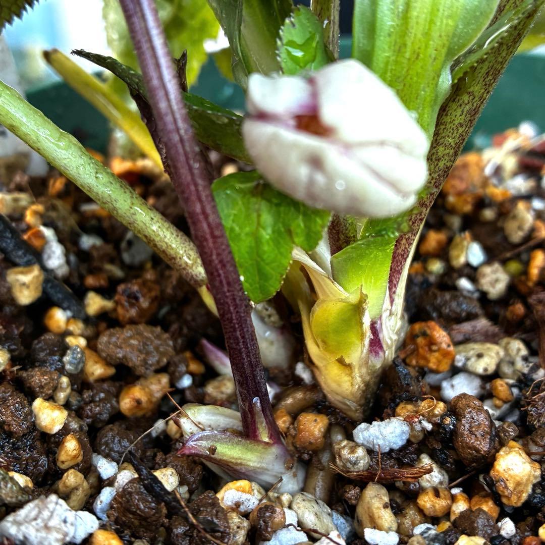 も*読様 530☘️ラスト2☘️蕾花タグ付☘️極上☘️特大SD⭐️蜃気楼⭐️コロ