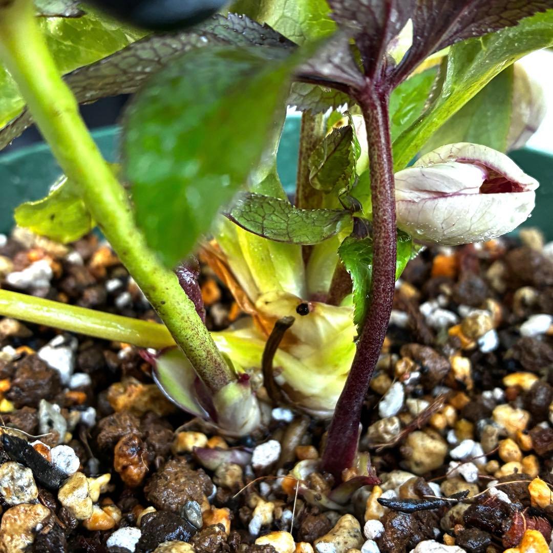 も*読様 530☘️ラスト2☘️蕾花タグ付☘️極上☘️特大SD⭐️蜃気楼⭐️コロ