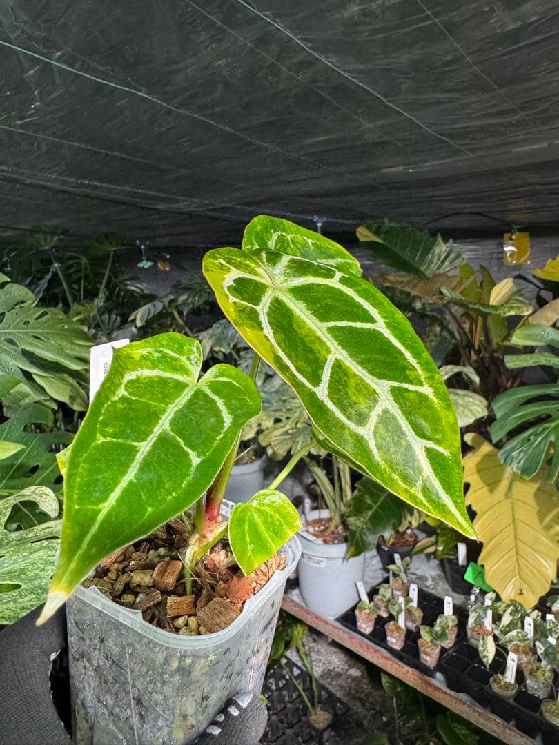 アンスリウム　ミシェル　x クリスタル　シルバー　レア交配　美斑入り　送料込み