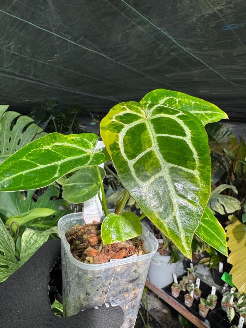 アンスリウム　ミシェル　x クリスタル　シルバー　レア交配　美斑入り　送料込み