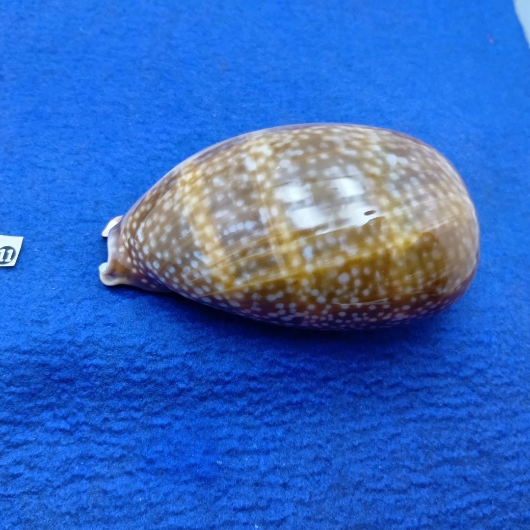 ⓯ -1貝標本シカダカラ