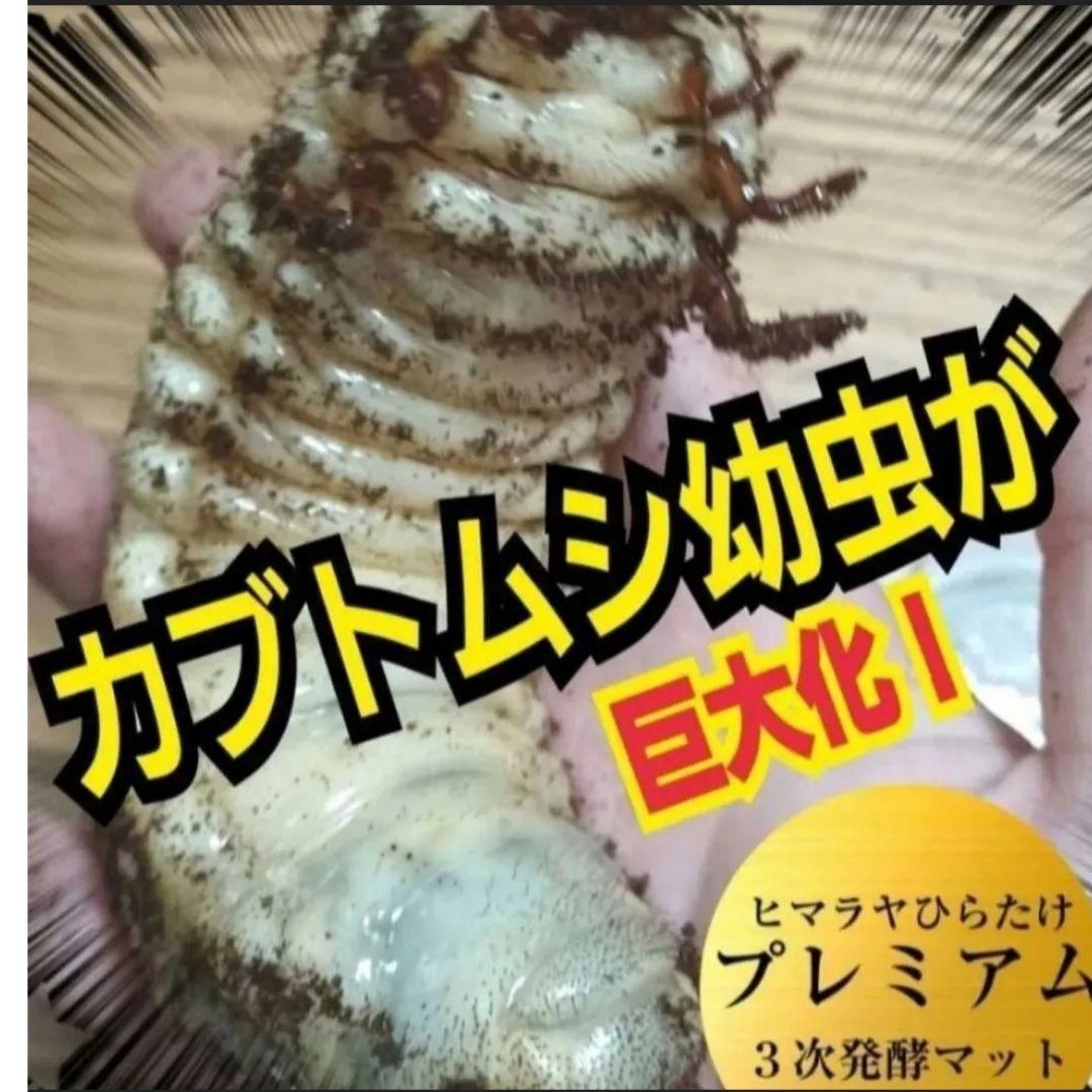 ヘラクレス幼虫が大きくなる！プレミアム3次発酵マット【60リットル】産卵にも抜群