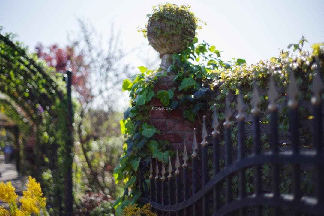 幻のZK！Classicプラナー最終モデルPlanar 50mm F1.4 ZK