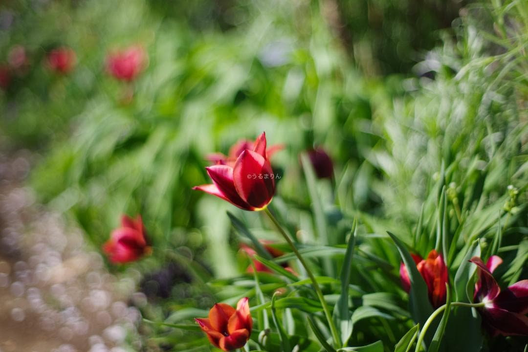 幻のZK！Classicプラナー最終モデルPlanar 50mm F1.4 ZK