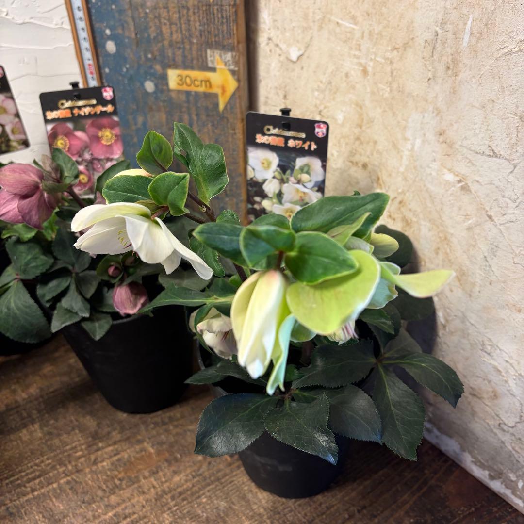 ぽ*ゃ様 【特選】　クリスマスローズ　氷の薔薇　5寸4種4鉢　ガーデニング