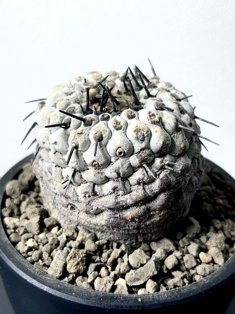 【超希少】現地球　コピアポア　シネレア　コルムナアルバ　孤竜丸　発根済　横幅6㎝