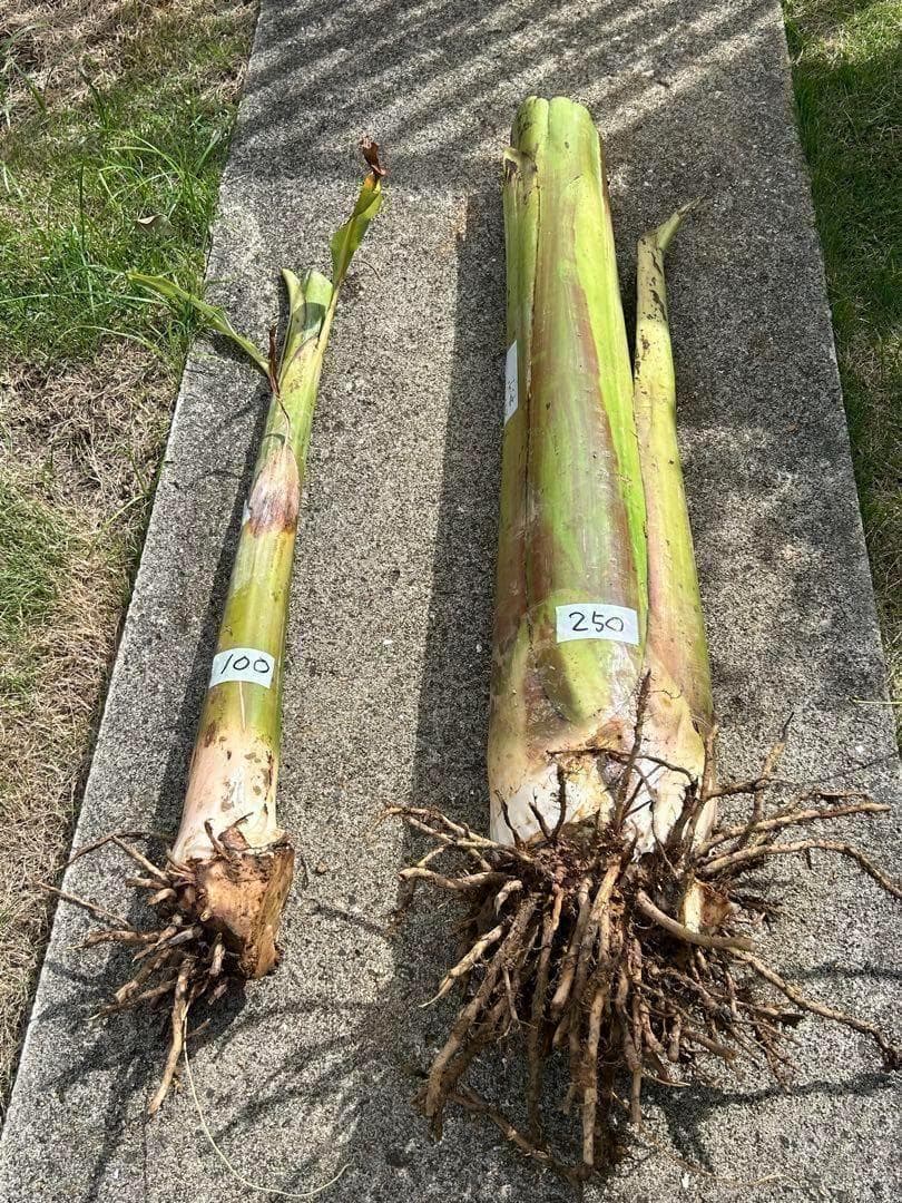 準親株。255㎝来夏収穫濃厚◆ドワーフ・ヌアンジュンバナナ◆TV放映。低木耐寒強