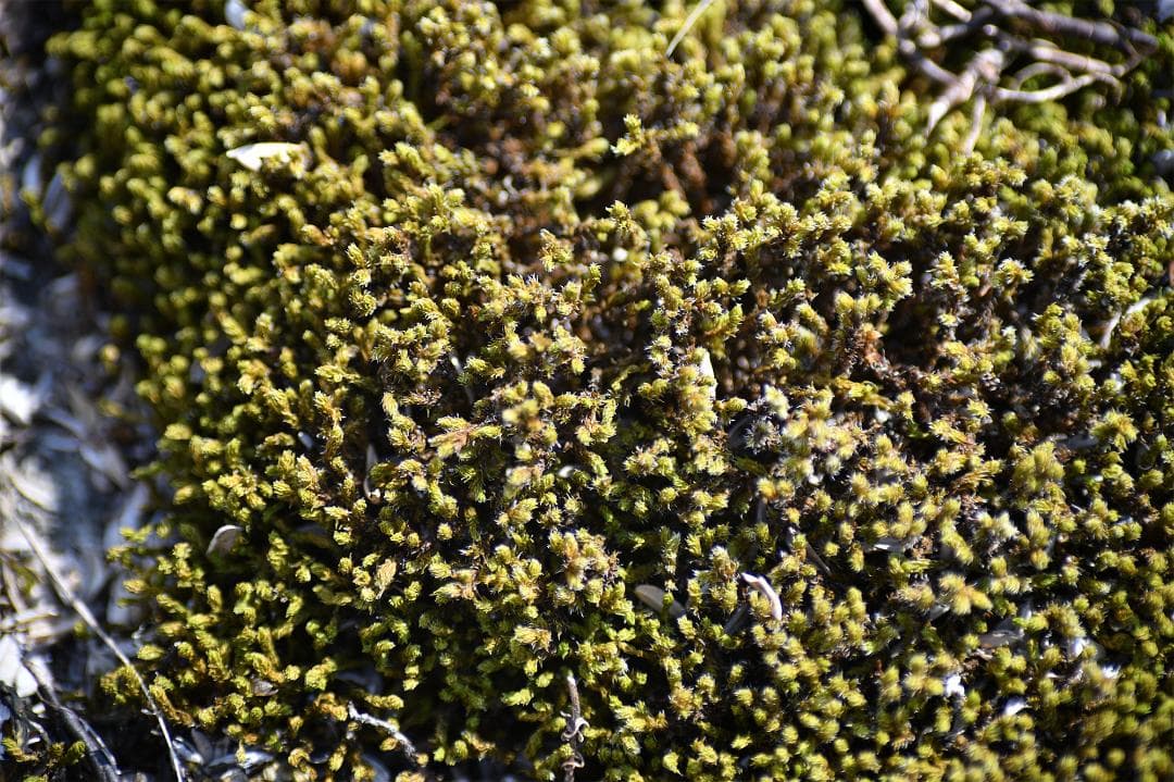 タムロン SP Macro 90mm F2.8 マクロレンズ C/Yマウント