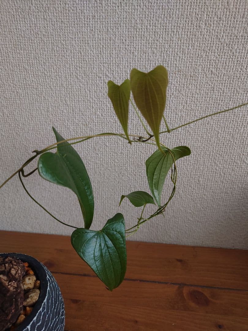 メキシコ亀甲竜 ベアルート株 発根済み ディオスコレア