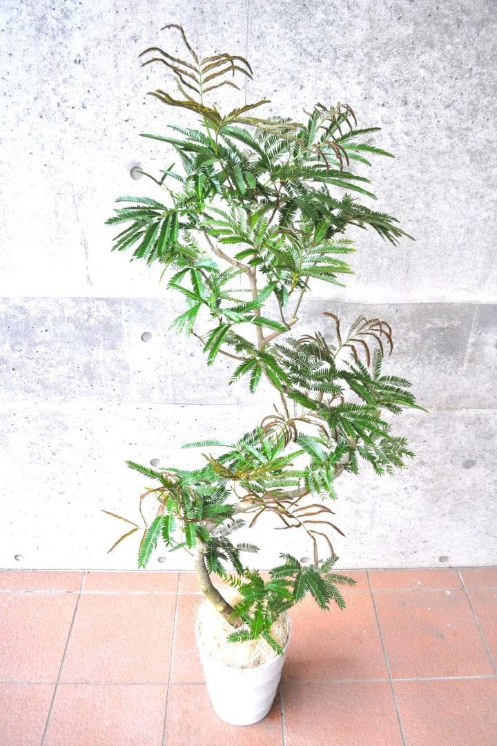 エバーフレッシュ 151cm8号 S-shaped tree form