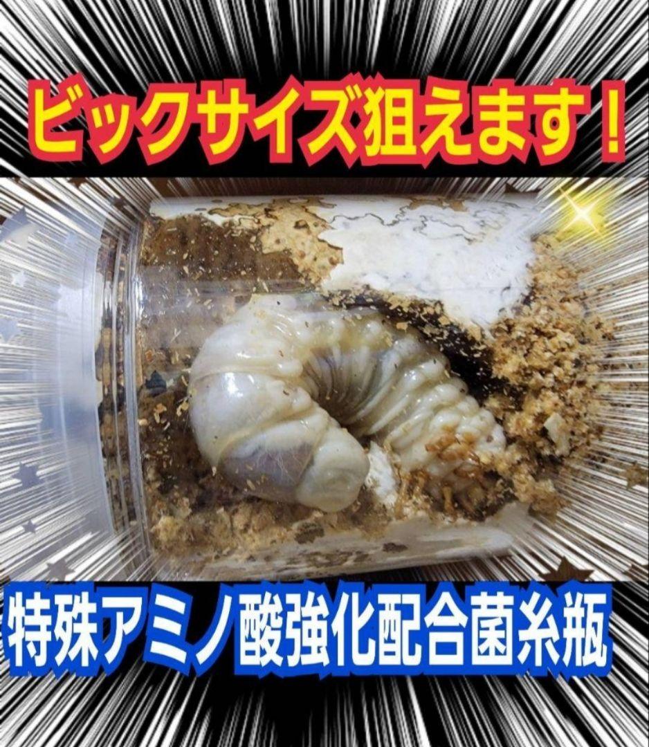 極上！ヒマラヤひらたけ菌糸瓶　特大1500ml【5本セット】トレハロース強化配合