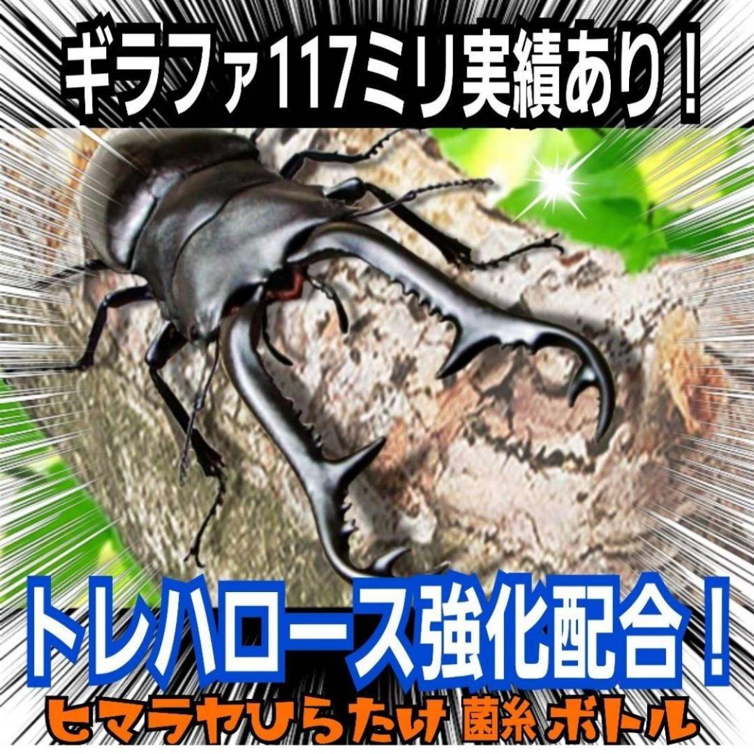 極上！ヒマラヤひらたけ菌糸瓶　特大1500ml【5本セット】トレハロース強化配合