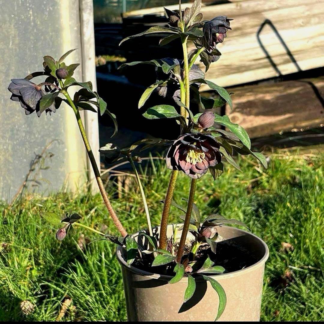 の*ん様 ☘️極上☘️蕾付き☘️タグ付き☘️3385⭐️TINKERBELL H