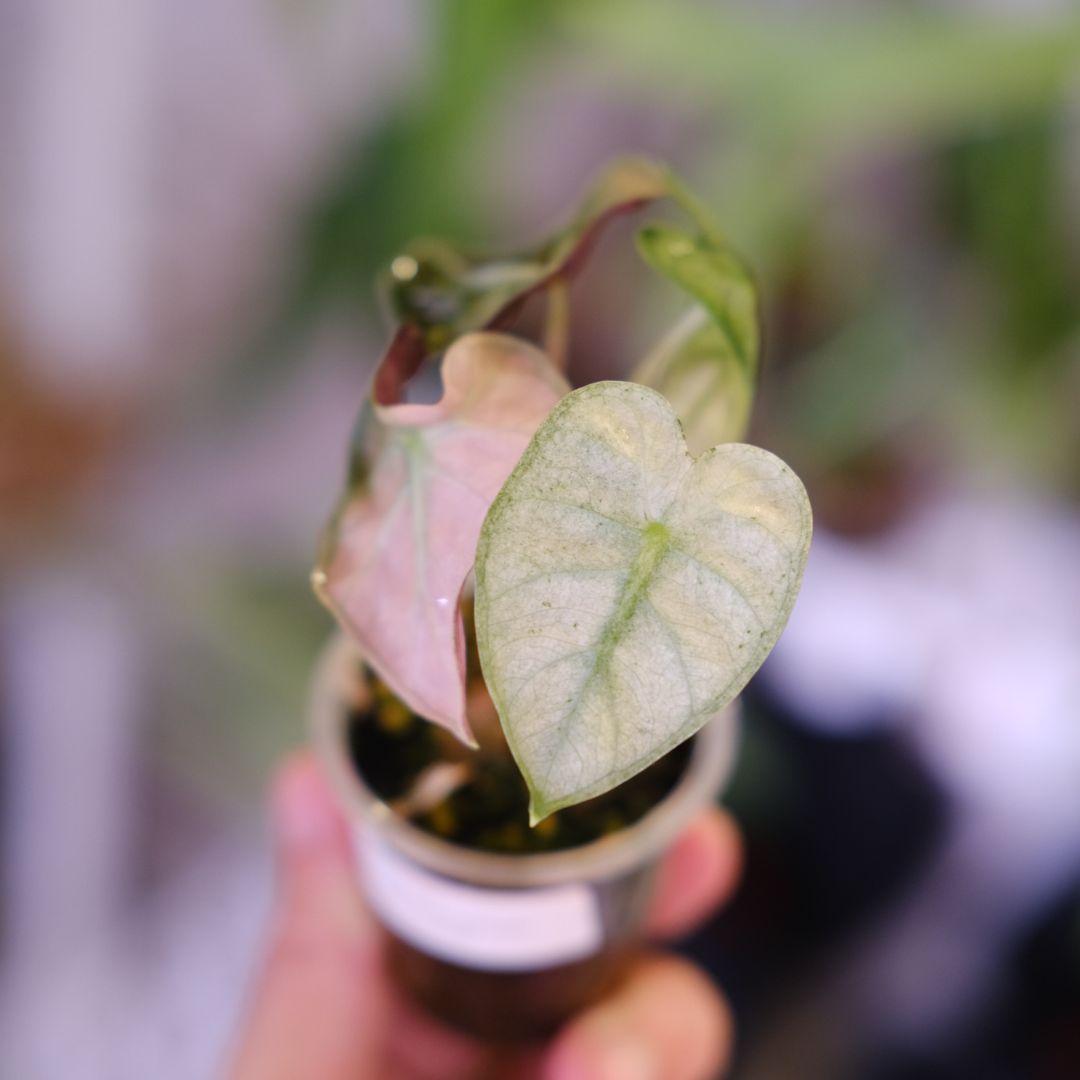 ALOCASIA HEART BALLON PINK VARIGATED②