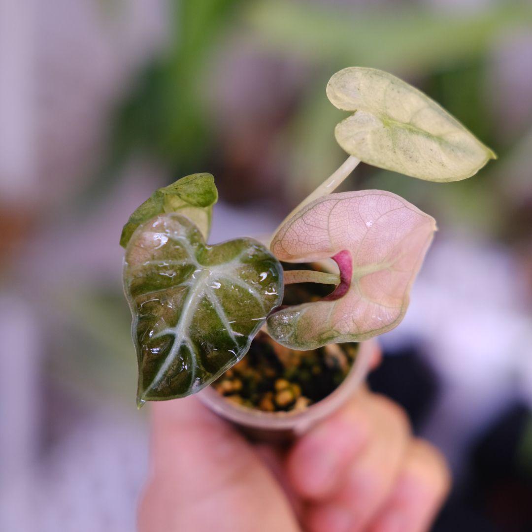 ALOCASIA HEART BALLON PINK VARIGATED②