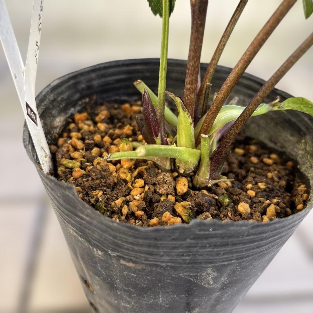 ポーセリンhyb. 大木ナーサリー　クリスマスローズ　タグ付き　現品　開花株