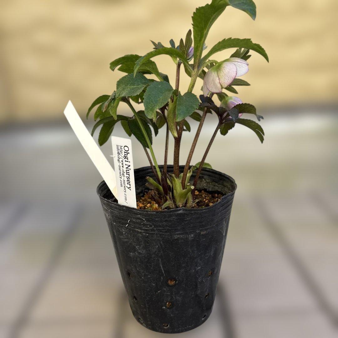 ポーセリンhyb. 大木ナーサリー　クリスマスローズ　タグ付き　現品　開花株