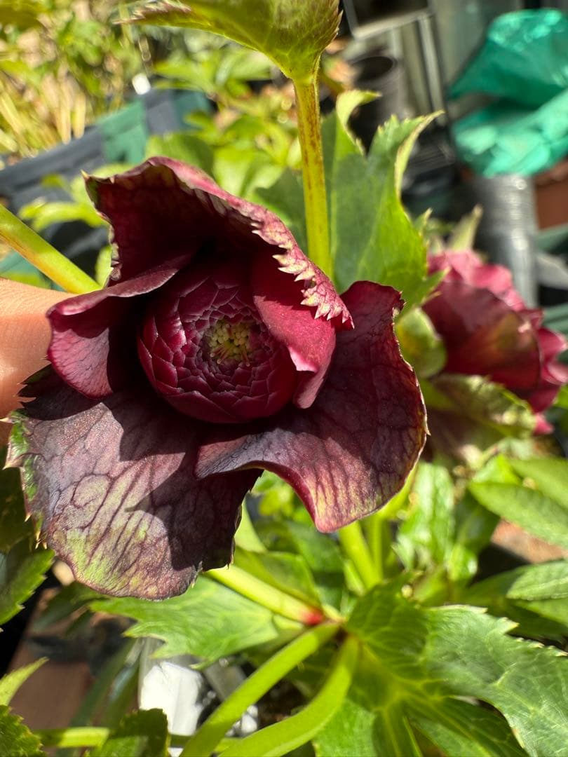 【未株分】広瀬園芸 クリスマスローズ クレオパトラ