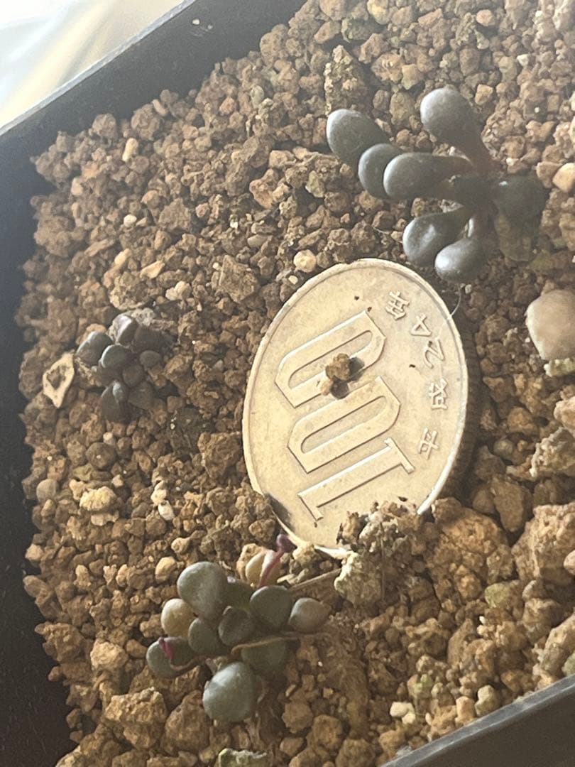 アナカンプセロス属　コンプトニーAnacampseros comptonii