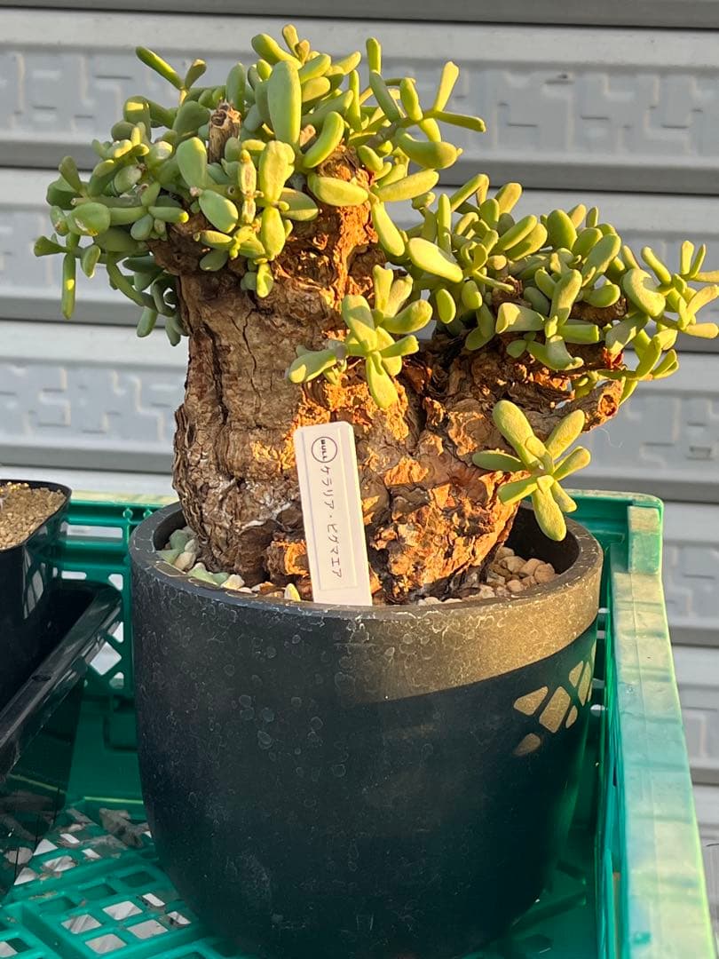 H ケラリアピグマエア 現地球 発根済み 鬼太激重塊根