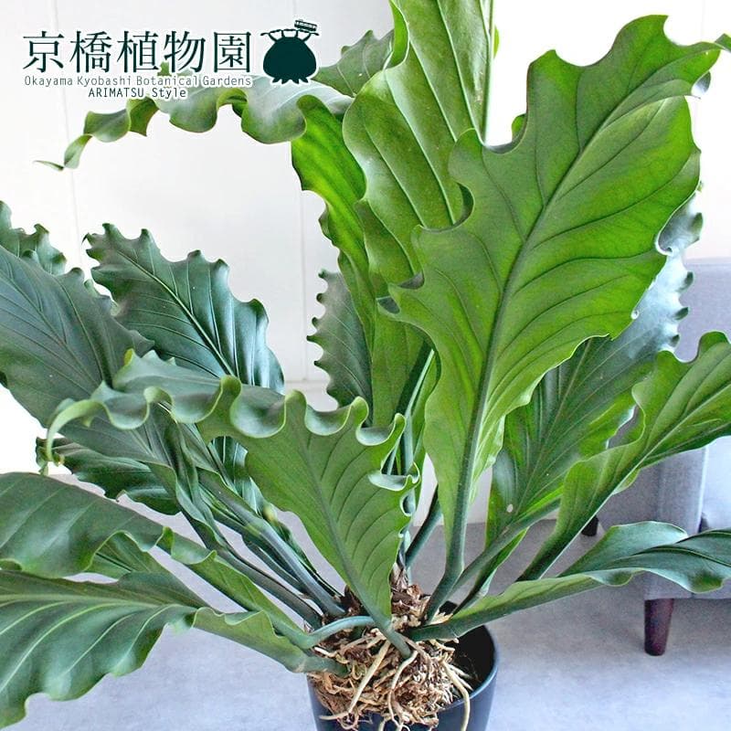 【現品】アンスリウム・フーケリー　10号　黒鉢（1）