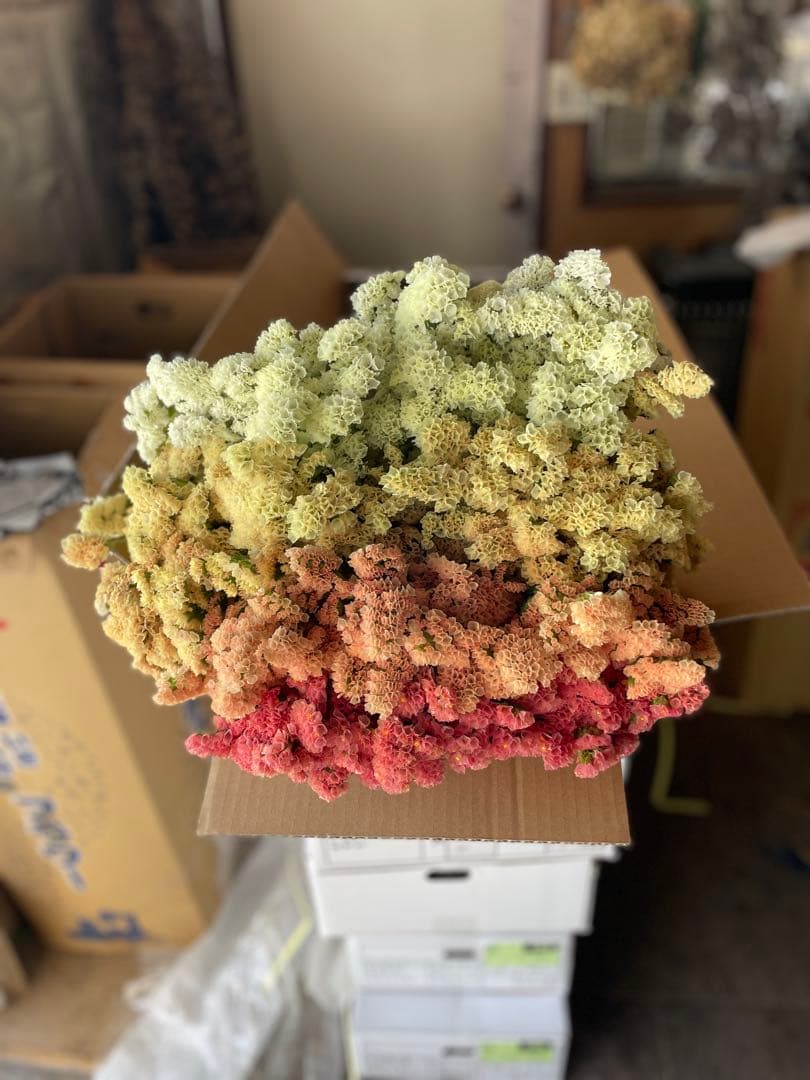 スターチス　ニュアンス系mix【送料込】