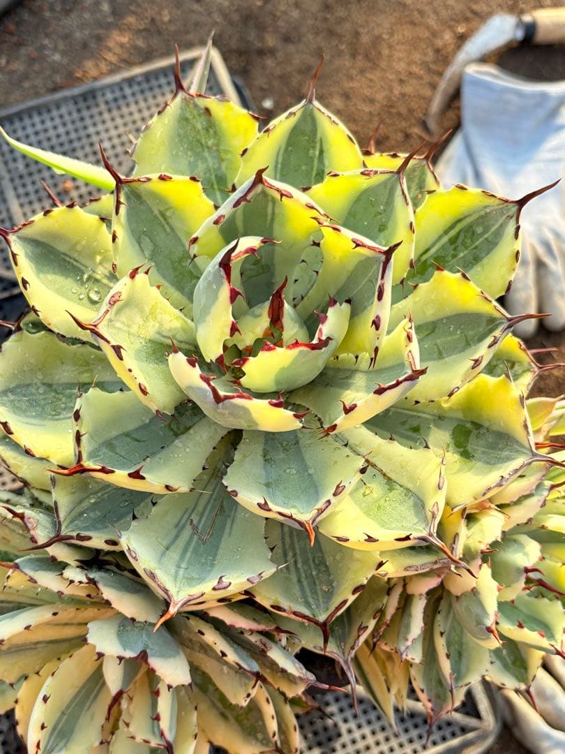 アガベ　スーパークラウン　5子株付き