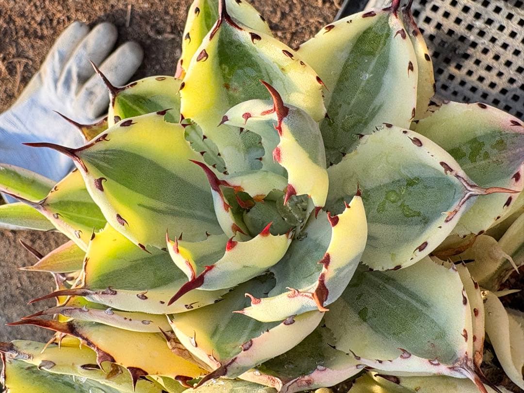 アガベ　スーパークラウン　5子株付き