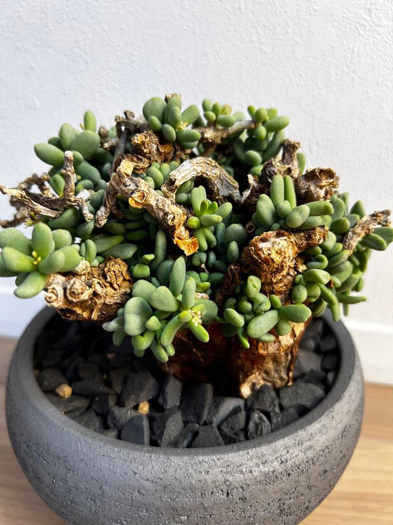 【大株】ケラリア ピグマエア　雄株