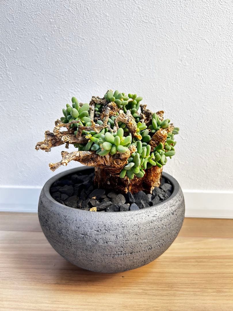 【大株】ケラリア ピグマエア　雄株