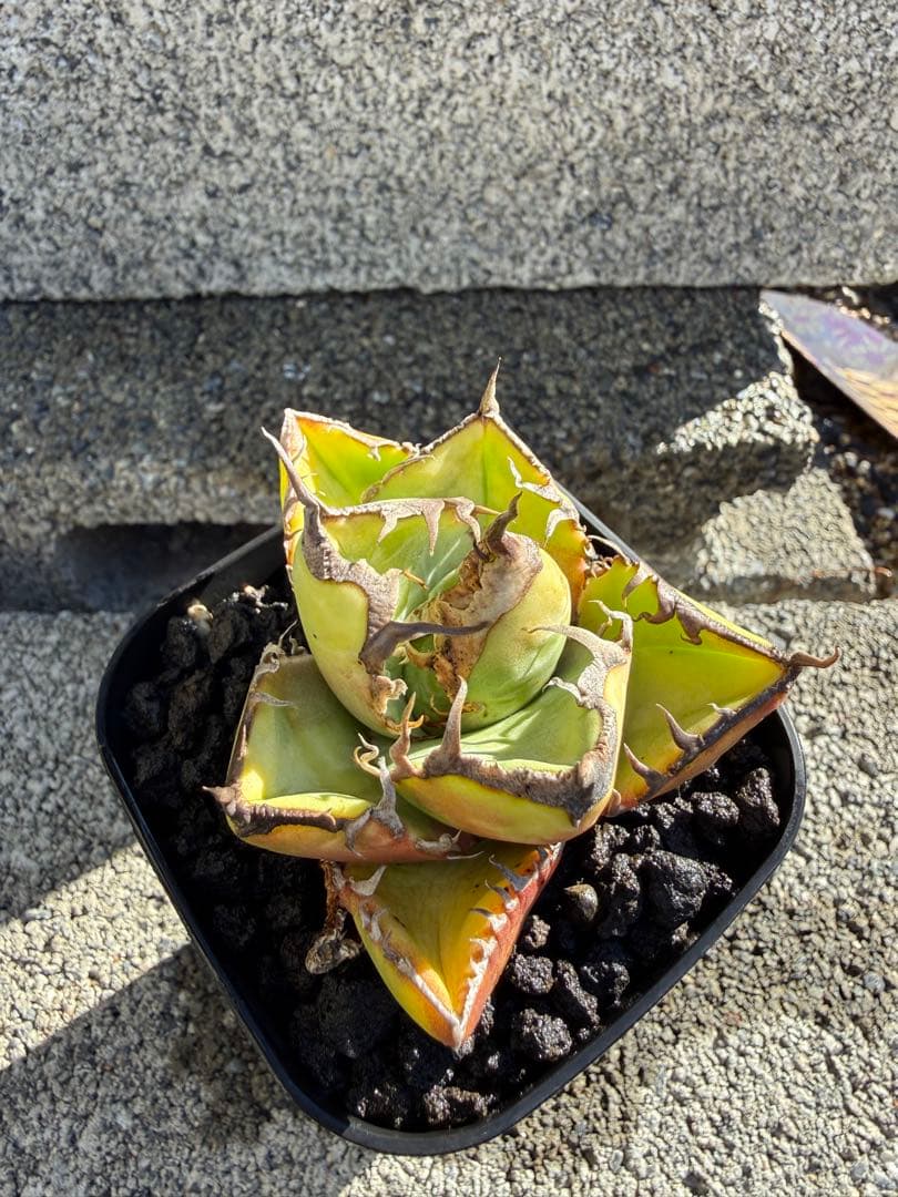 アガベ　実生株　チタノタ　オテロイ